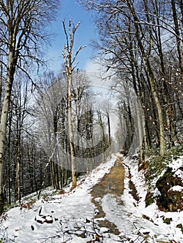 Road in snow covered forest , Iran