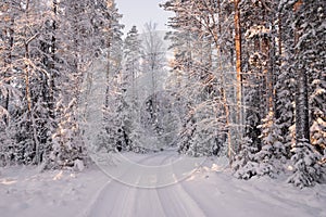 Road Among Snow Covered Trees In The Winter Forest. Winter Forest Landscape . Beautiful Winter Morning In A Snow-Covered Pine Fore