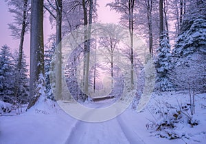 Road in snowy forest in beautiful winter at sunset. Colorful