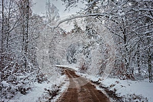 The road through snowy forest at winter, Poland