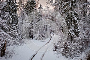 The road through snowy forest at winter, Poland