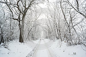 Road in snowy winter forest