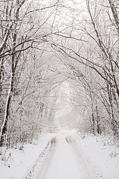 Road in snowy winter forest