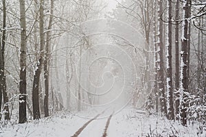 Road in snowy winter forest