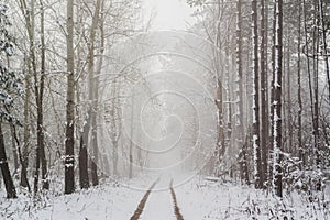 Road in snowy winter forest