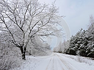 Road and snowy winter trees