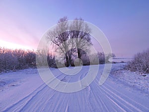 Road and snowy winter trees