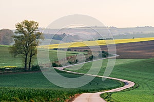 Road somewhere in South Moravia through the Rapeseed