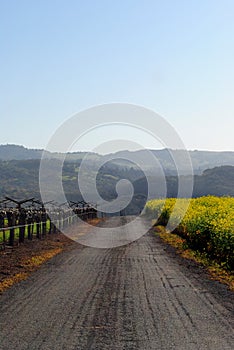 A road in Sonoma CA