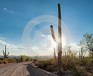 Road in Sonoran Desert with Saguaros photo