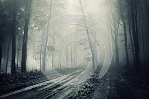 Carreteras través de aterrador Bosque oscuro niebla 