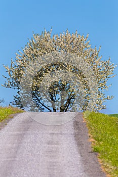 Road and spring blooming tree in countryside
