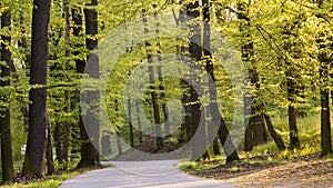 Road in spring forest