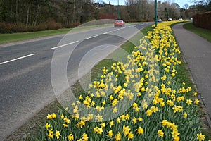 Road in Springtime