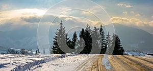 Road through spruce forest in high mountains