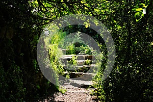 Road and stone stairs in magical and mysterious dark forest. Fairy tale concept