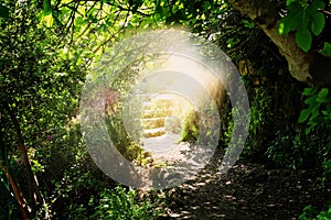 Road and stone stairs in magical and mysterious dark forest with mystical sun light. Fairy tale concept