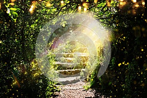 Road and stone stairs in magical and mysterious dark forest with mystical sun light and firefly. Fairy tale concept