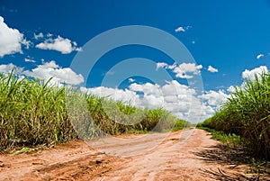 Road for the Sugar Cane Field