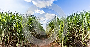 Road in Sugarcane farm.