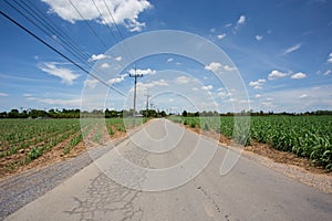 Road in sugarcane farm with blue sky