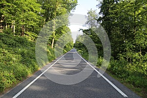 Road in summer forest