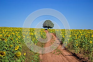 The road with sunflower