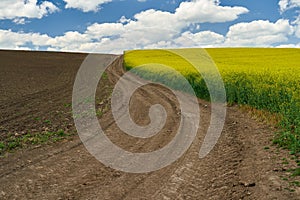 Road between sunflower and canola fields