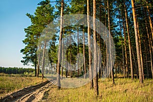 Road in sunny pine forest background of the blue sky. Sandy dirt