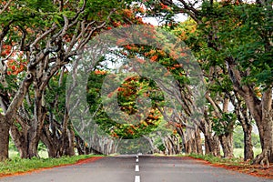 Road surrounded by acacia trees with red flowers