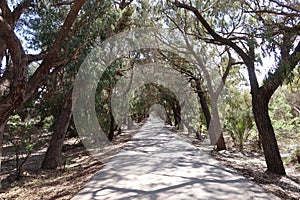 Road surrounded by large trees in the Alfonso XIII park in Guardamar del Segura, Alicante, Spain (1 photo