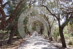 Road surrounded by large trees in the Alfonso XIII park in Guardamar del Segura, Alicante, Spain (2 photo