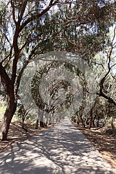 Road surrounded by large trees in the Alfonso XIII park in Guardamar del Segura, Alicante, Spain (8 photo