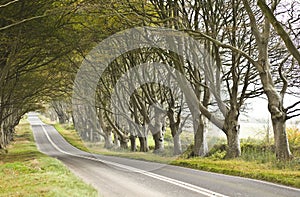 Road surrounded by old trees