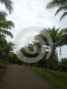 the road is surrounded by tall palm trees with a cloudy sky covered with clouds