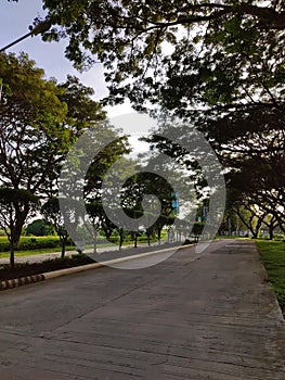 Road surrounded by tall trees