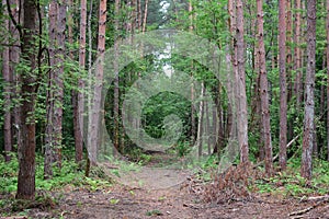 The road is surrounded by very tall and shady trees. Pine forest. Forest road as a green tunnel