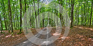 Road through Swedish woodlands