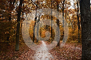 Road among tall hight tree with yellow leaf. Autumn forest with footpath and fallen leaves. Mysterious deciduous woods