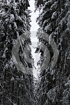 Road between tall snow covered fir trees in the forest