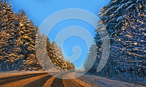 Road among the tall snow-covered trees