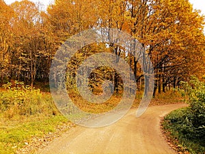 Road in Talsa park during autumn