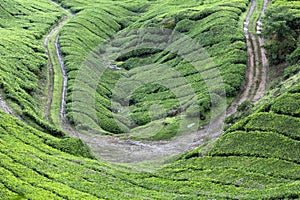 Road in the tea plantations, Cameron Highlands