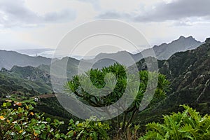 Road TF-12 in Anaga Rural Park - peaks with ancient forest on Te