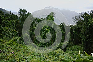 Road TF-12 in Anaga Rural Park - peaks with ancient forest on Te