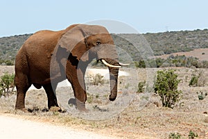 The Road to the African Bush Elephant