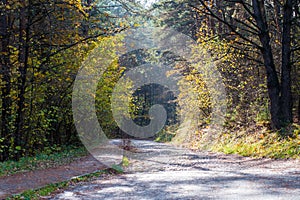 Road to the autumn forest. Autumn forest with country road. Colorful landscape with trees, rural roads, orange and red leaves, the