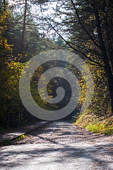 Road to the autumn forest. Autumn forest with country road. Colorful landscape with trees, rural roads, orange and red leaves, the