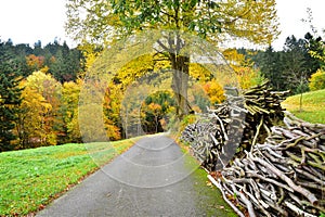 Road to the autumn forest nature
