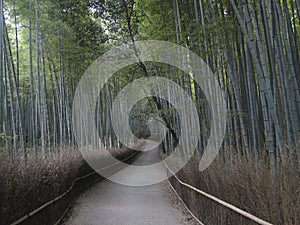 Road to bamboo forest, Arashiyama, Kyoto, Japan